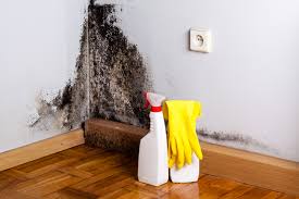  Burtonsville, MD Mold Removal Pros